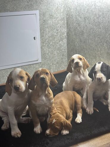 Продажа собак: Щенки Английского пойнтера (помёт из 5 малышей), возраст 50 дней, В at lalafo.kg — 3 Продажа собак: Щенки Английского пойнтера (помёт из 5 малышей), возраст 50 дней, В — 3
