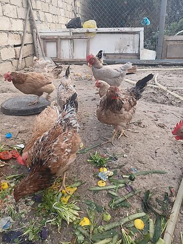 Toyuq, Damazlıq, Ünvandan götürmə, Ödənişli çatdırılma lalafo.az -da Toyuq, Damazlıq, Ünvandan götürmə, Ödənişli çatdırılma