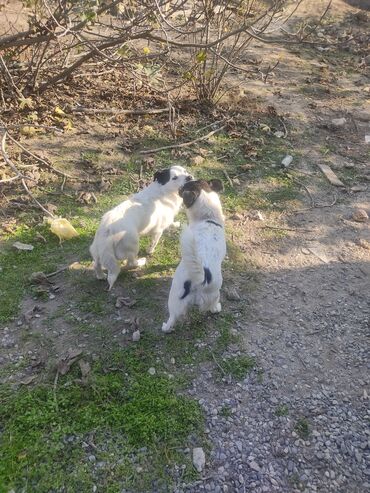 İtlər: Zvonok, 11 ay, Erkek, Peyvəndli -da lalafo.az — 11 İtlər: Zvonok, 11 ay, Erkek, Peyvəndli — 11