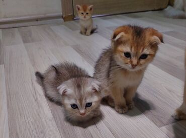 Pişiklər: Şotland, Erkək, Dişi, Yaxşı əllərə, Ünvandan götürmə — 22