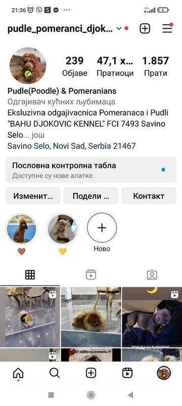 Psi: Maltipoo vrhunske genetike u registrovanoj odgaivacnici Bahu Djokovic — 6