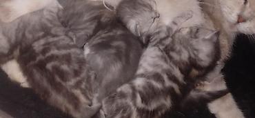 цена кота мейн куна: Шотландские котята от породистой кошки (скоттиш). Готовы к раннему — 2