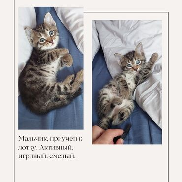 gostevye doma za gorodom: Отдадим Котят в Добрые Руки! История этих котят начинается с кошки