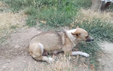 щенок лабрадора: Собака даром: 1 месяц, Самка