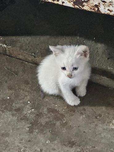 piwik balasi: 1 ayliq piwik balalari pulsuz verilir oynayandir yaxwi ellere verilir — 2
