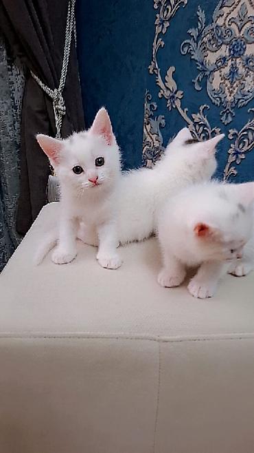 pişik gence: Ağ tüklü balaca pişik balaları - Rəng: tam ağ (bəzi balalarda qulaq — 4