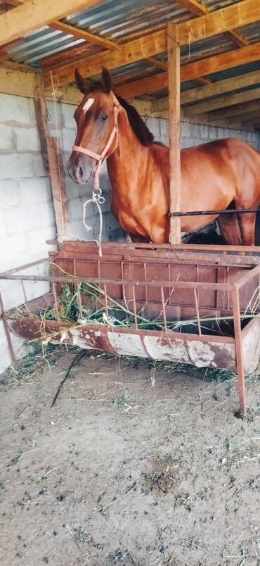 тяжеловес лошадь: Продаю | Жеребец | Дончак, Английская | Для разведения