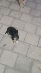 tula: Alman Ovçarkası - Cinsə bənzər görünüş: qara rəng üstünlükdə, qəhvəyi