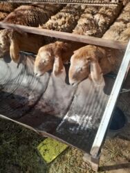 добрый корова: Сатам | Ургаачы кой (ургаачы) | Арашан | Көбөйтүү үчүн | Токту