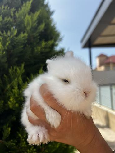 ərəb dovşanı: 1 aylıq balaca🐰 Hazırda məndə bu çox şirin dovşanım var 🥹🤍 Çox şirin — 4