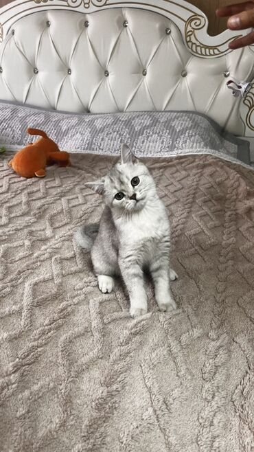 питомник кошек: Балинезийская, 3 месяца, Мальчик, Серебристая шиншилла, Приучена к лотку