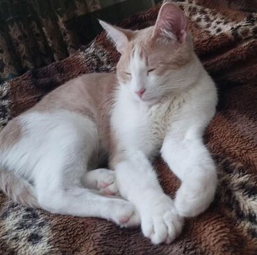 шотландский кот: Кот в добрые руки 8 месяцев
