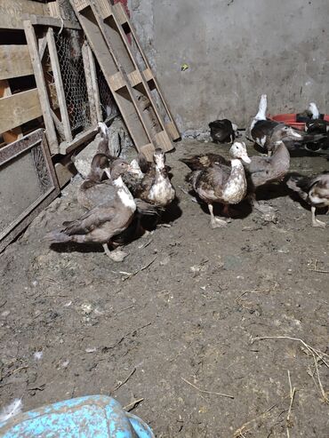 Ördəklər: Məhsul: ağ-qara və qəhvəyi-ağ rəng çalarlarında muskovi ördəklər — 2