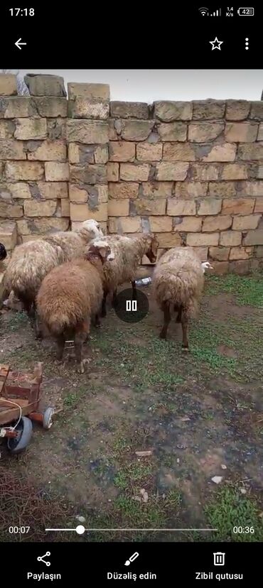 Qoyunlar, qoçlar: 3 qoyun 1 quzu satılır biri ana baladir dişi bala ilə kom 1.150 — 10
