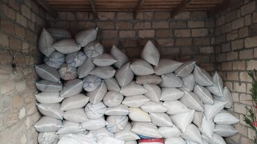 Reklam, çap: Enli yarpaq Şəmkir sortu kişniş toxumu munasib qiymətə təklif olunur