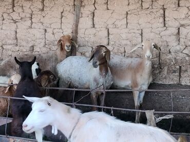 гиссарская порода овец цена: Продаю | Овца (самка) | Гиссарская, Полукровка | Для разведения | Матка