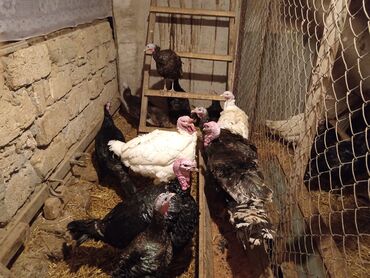 Hinduşkalar: Hinduşka sürüsü – qara və ağ rəngli fərdlər hinduşkalar satilir — 4