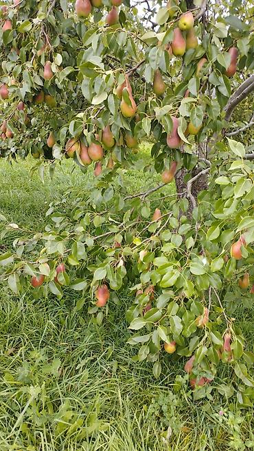 Продажа коттеджей и домов: Продаю дом в Иссык-Кульской области, село Григорьевка-Пристань. 4 — 3