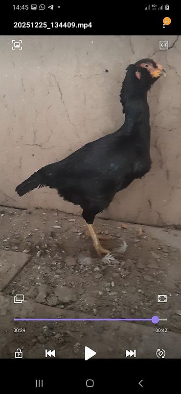 Куры, петухи: Продаю | Петух | Бойцовая | Для разведения — 4