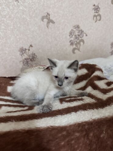 молочные козы: Кошка даром: Беспородная, 2 месяца, Мальчик, Приучена к лотку, Проглистована