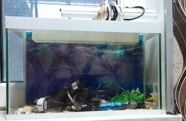 akvarium baliqlari satisi: Akvarium satilir.icinin bezek dawlari,arxa wekili,hava