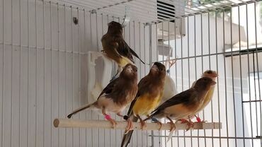 Bülbüllər: Portagal rəngdə hazir cüt gözəl oxuyan bülbüllər var — 9