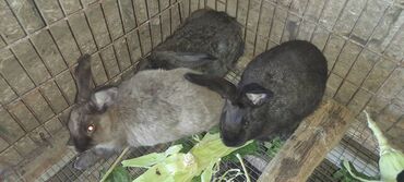 Dovşanlar: İri sort dovşanlar satilir! orta çəkili dovşanlar 15 azn, ağir çəkili -da lalafo.az — 6 Dovşanlar: İri sort dovşanlar satilir! orta çəkili dovşanlar 15 azn, ağir çəkili — 6