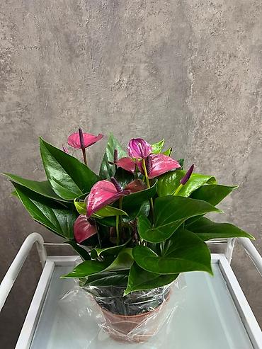 антуриум купить: Антуриум (Anthurium andreanum) в горшке. - Декоративно-цветущее — 5
