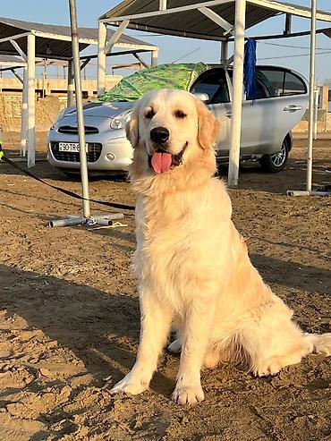 tap.az it satisi: Labrador-retriver, 5 il, Erkək — 3