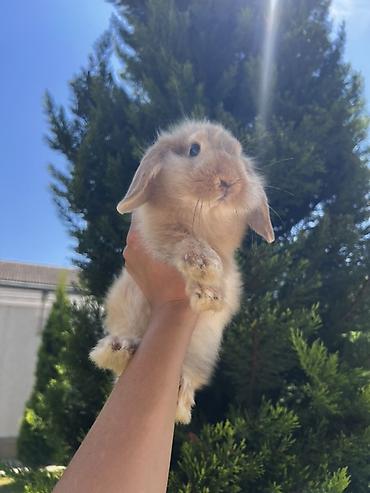 dovşan: Çox gözəl və nadir rəngə sahib Holland Lop balası satılır. 🐰 2 aylıq — 2