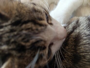 котята добрые руки: Отдаю только маленького котенка, у самих большая кошка