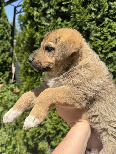 мексиканская собака: Отдам щенка за символическую цену. Родилась 25 апреля, полтора