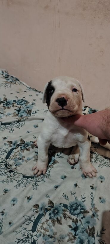 İtlər: Pitbul, 1 ay, Erkek