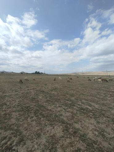 Козы, козлята: 28 baş heyvandı .razılaşmaq yeri var.6 qoyundu 3 ü balalıdı qalan 3 də
