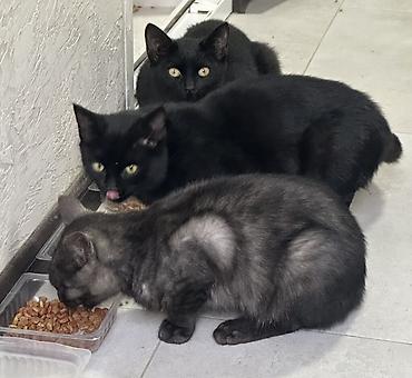 котята шотланские: 6 месяцев, Мальчик — 1