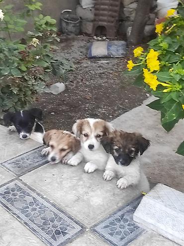 heyvanlar keci: Zvonok, 2 ay, Dişi, Ünvandan götürmə — 7