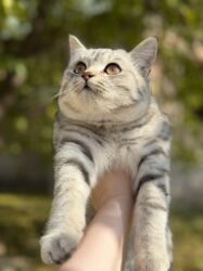 купить кошку бишкек: Отдадим в хорошие руки Шотландский кот 
Метис
6месяцев