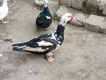 Ördəklər: Dişi, | Lal ördək, Ətlik — 2