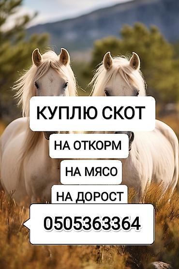 Частное лицо, Колбасный цех : Коровы, быки, Лошади, кони, | Круглосуточно, Любое состояние, Забитый at lalafo.kg Частное лицо, Колбасный цех : Коровы, быки, Лошади, кони, | Круглосуточно, Любое состояние, Забитый