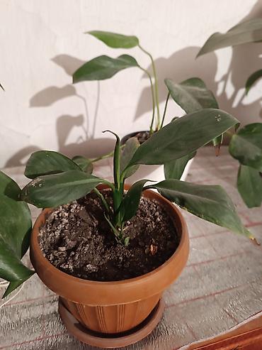 Диффенбахии: Диффенбахия и денежное дерево (толстянка) в горшках Что предлагается — 29