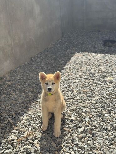 coban it: Akita-inu, 3 ay, Dişi