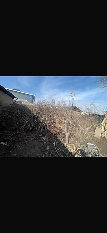 Отдам даром: Чырпык Кимге керек алып кетиниздер бекер Ветки деревьев Сучья Даром — 2