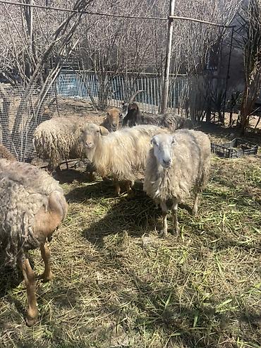 Qoyunlar, qoçlar: Qoyun və Keçi — təsərrüfat heyvanları - Növ: yerli qoyunlar və uzun — 25