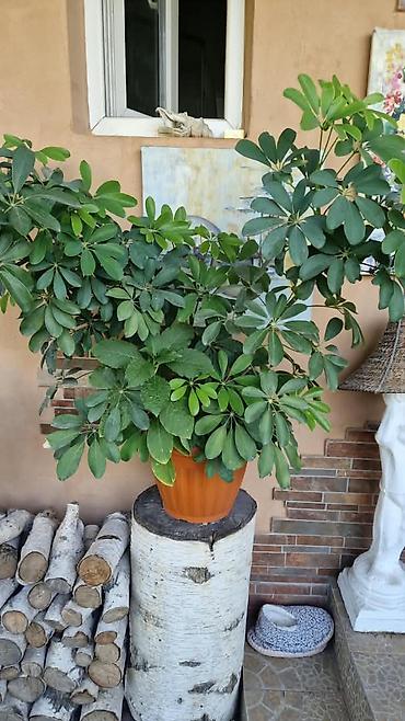 черный принц фикус: Продам фикус — 1