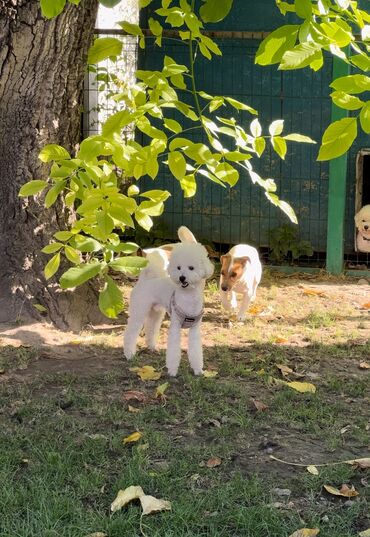 Услуги ветеринара: Гостиница для собак уезжаете в командировку или отпуск, и не знаете — 10