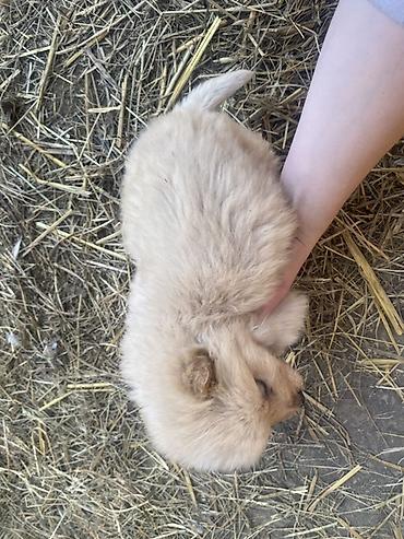 Psi: Štene mesanci otac zlatni retriver retrivera tek prijeli nisu — 5