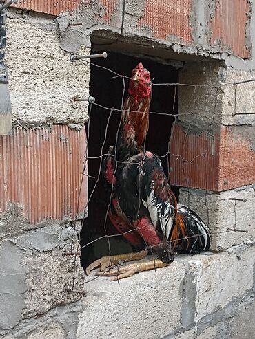 Коровы, быки: Петух, Heyrati, лет: 1, Самовывоз