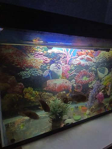 hamster satisi: Salam. Akvarium satılır. 0.75x0.45x0.25. Balıqlar, şüşə təmizləyən — 5