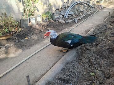 купить горох кормовой: Мускусные утки (индоутки), разноцветные. - Окрас: черный с изумрудным