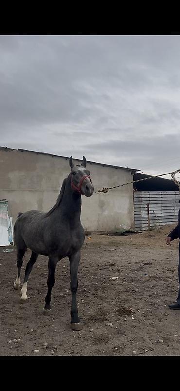 Продам с/х животных: Продаю | Жеребец | Конный спорт — 7